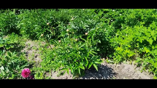 Проверяем сортность у пионов второго года
