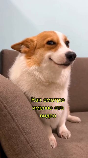 Короткое видео