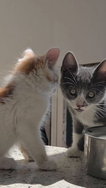 Котята