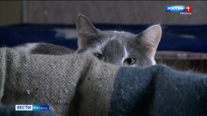 В отпуск с четвероногим другом: как подготовиться к путешествию с питомцем