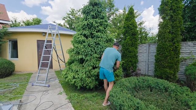 Стрижка сосен и елей. Как сделать хвойные пушистыми и густыми.