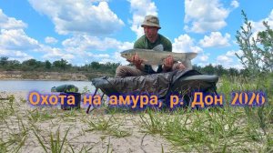 Ловля амура на реке Дон 2026