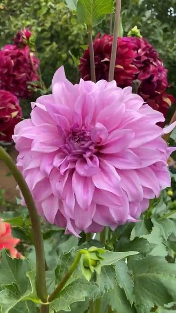 Самые Красивые Георгины 🌸 Георгины-Гиганты  Чудеса природы