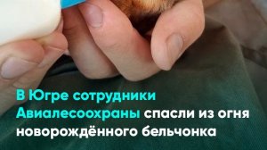 В Югре сотрудники Авиалесоохраны спасли из огня новорождённого бельчонка