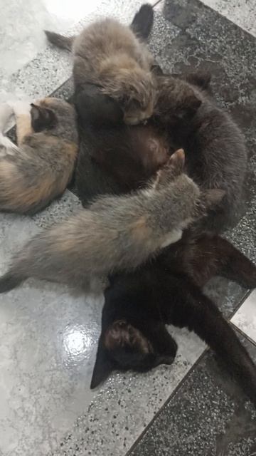 котята кушают смотреть онлайн