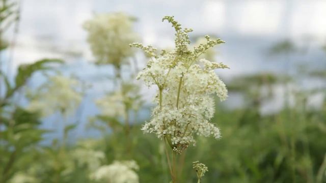 Человек из Тимонихи смотреть онлайн
