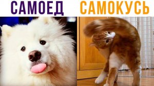 САМОКУСЬ - НОВАЯ ПОРОДА КОТОВ!) Приколы с котами