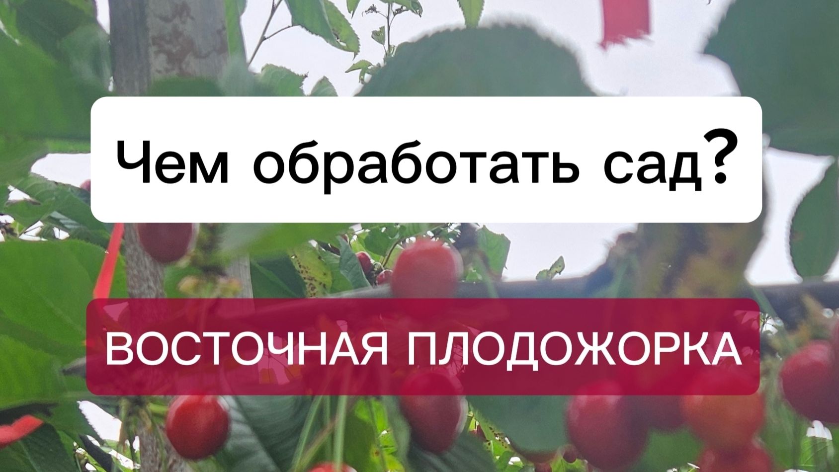 Чем обработать сад? Обработка от вредителей - восточная плодожорка