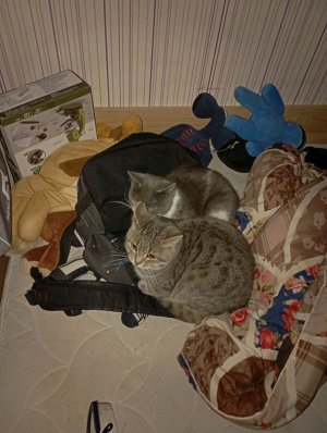 у меня есть любят сообщения Я люблю