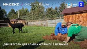 Дни красоты для альпак устроили в Барнауле