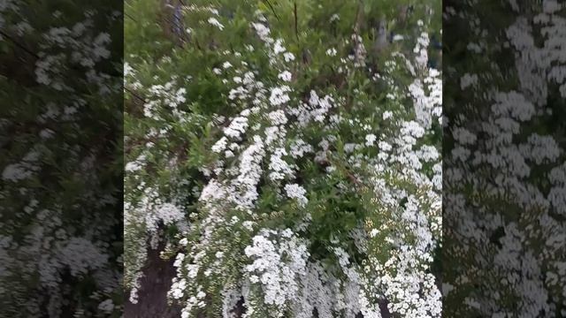 СПИРЕЯ смотреть онлайн