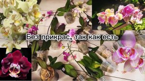 Без прикрас! Распаковка поставки орхидей такая, какая она есть.