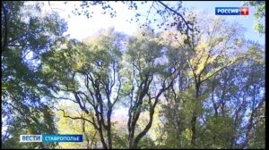 Полчища комаров атакуют жителей Ставрополья