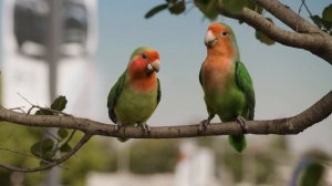 lovrebirds3