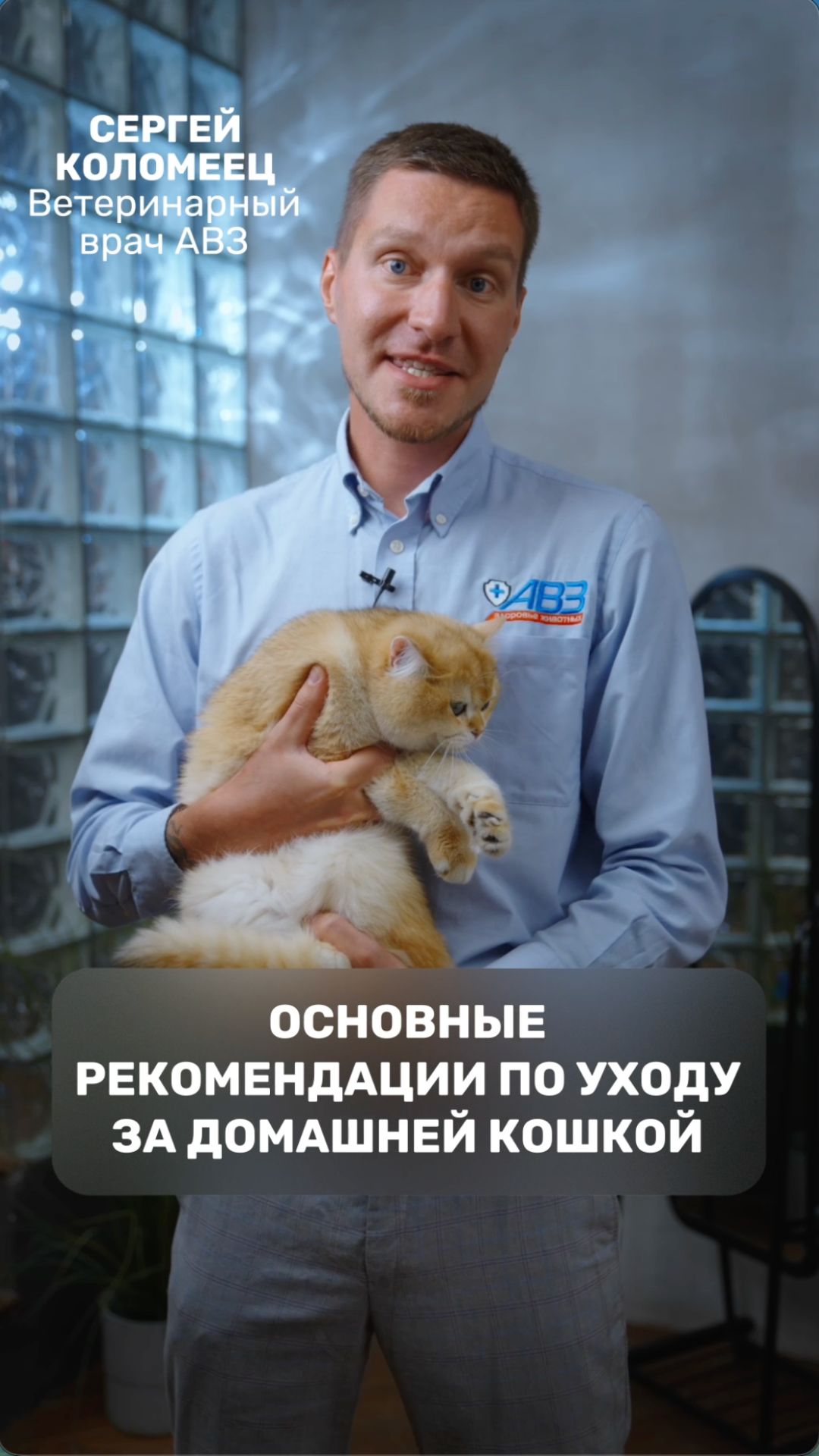 Основные рекомендации по уходу за домашней кошкой
