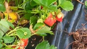Донецк) Кустики клубники усыпанны ягодой, спеют равномерно, приятно смотреть на урожай!
