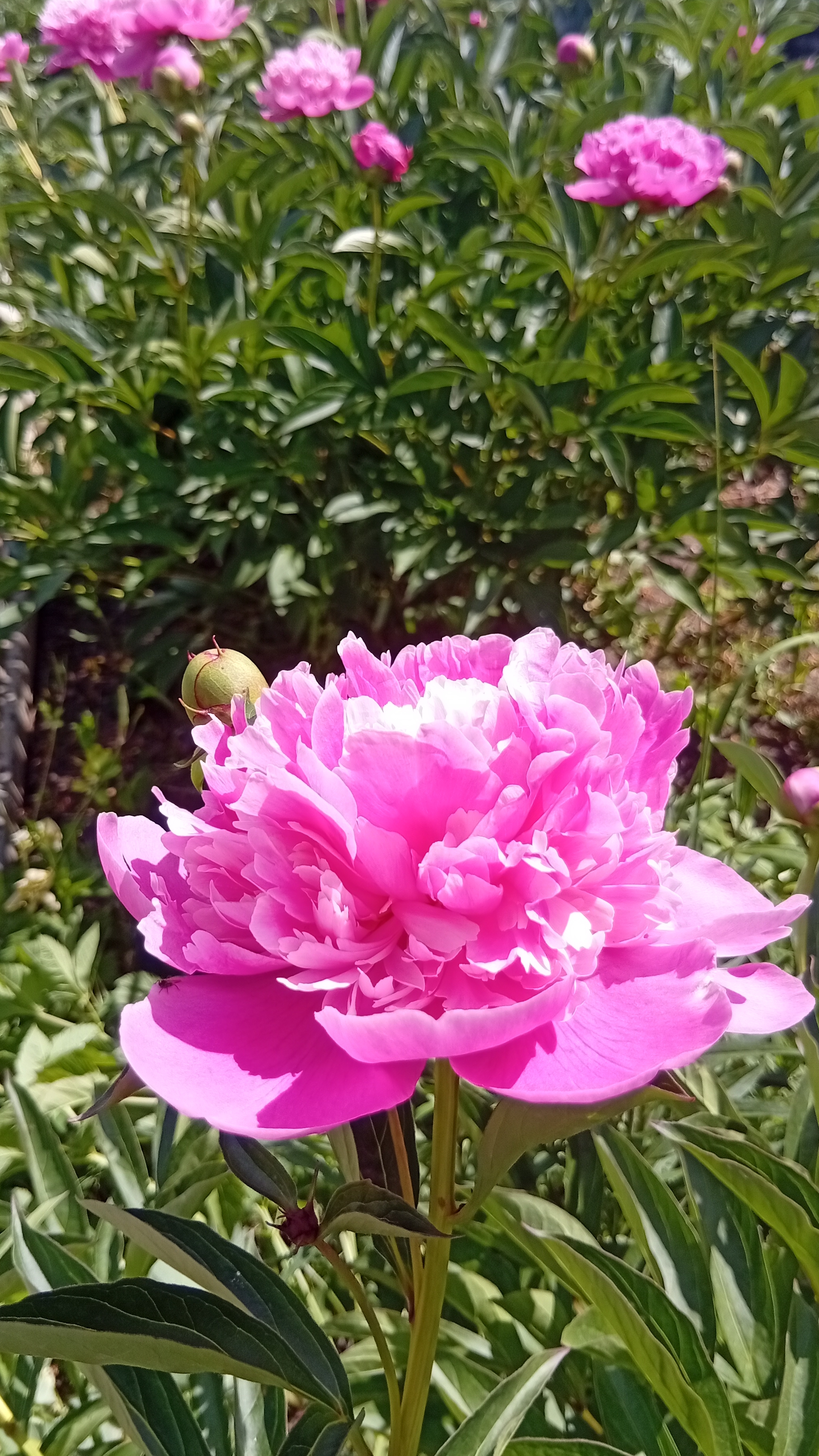 ПИОНЫ/ЦВЕТЕНИЕ В САДУ/ОГОРОД СВОИМИ РУКАМИ/ #дача  #сад #garden #gardenflowers #цветы