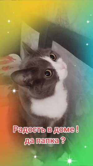 Радость в доме