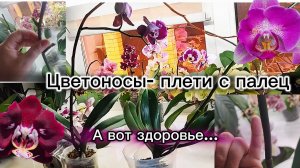 Чем, ну чем они их кормят, что у них такие цветоносы. Орхидеи Китайцы- большие кони, но с проблемами