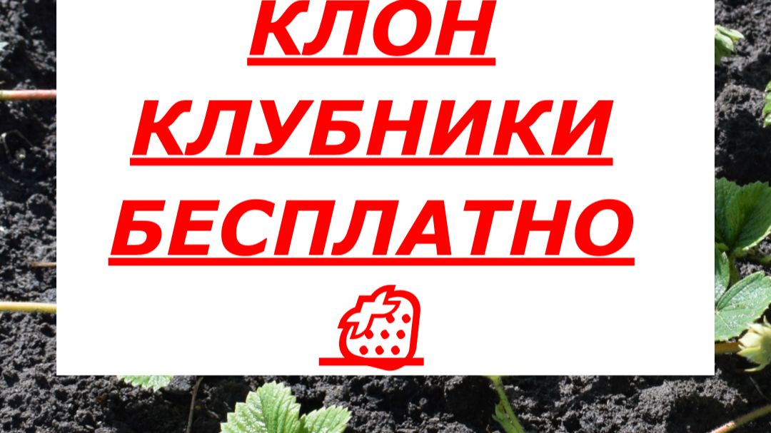 Как клонировать любимую клубнику? 🍓 Секрет дачников!