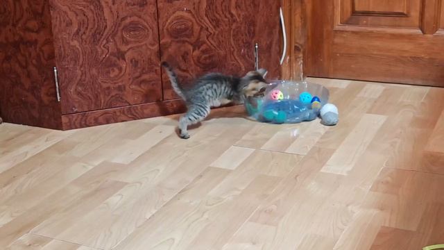 Кошка Трёшка 💜