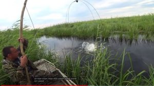 Сазаны рвут в клочья наши пауки.