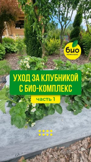 Часть 1. Что сделать с клубникой сейчас, чтобы ягоды были крупными, сладкими и ароматными