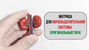 МАТРИЦА «МОЧЕВЫДЕЛИТЕЛЬНАЯ СИСТЕМА» | Оригинальный звук для очищения и баланса