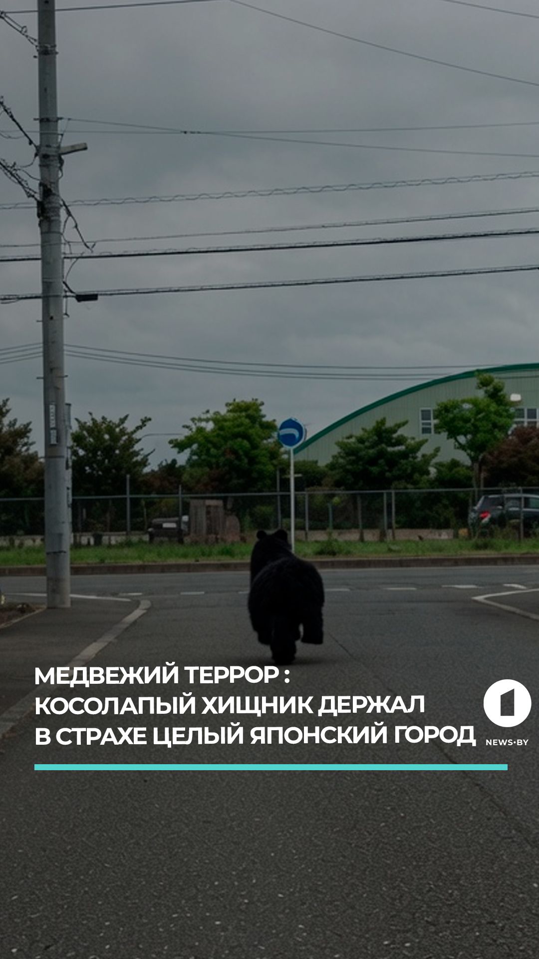 Гималайский медведь несколько дней держал в страхе японский город