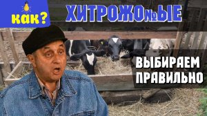 Как купить бычка или хитрые перекупы