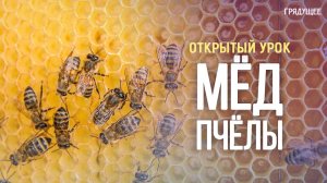 Открытый урок «Пчёлы и мёд» | Ирина Голова