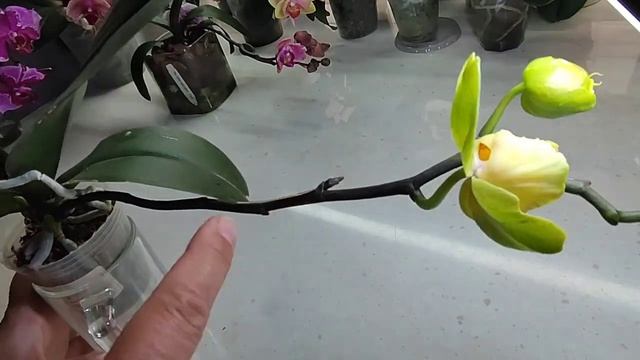 Цветение продолжается.6 лет ждала🤪. Странные роспуски и цветоносы. смотреть онлайн