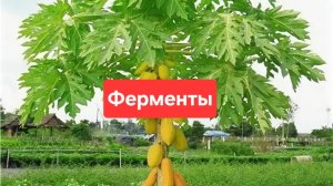 Ферменты что это и для чего они нужны🫠🫠🫠
