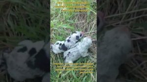 я не смогла пройти мимо...