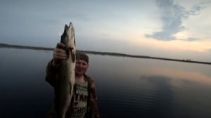 Воды всего 30 сантиметров, а рыбы немерено. жор хищника