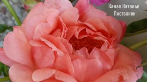 Город 1-7 июня 2026. Пионы в букете Paula Fay, Coral Sunset, Rose Heart. Седумы из черенков