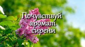 Прогулка под сиренью