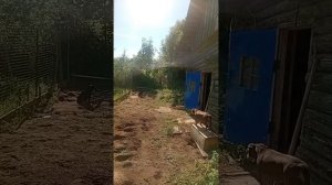 Наши собачки и жизнь деревенская🐕🐕🐕