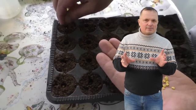 Как получить гарантировано быстрые всходы сладкого перца.