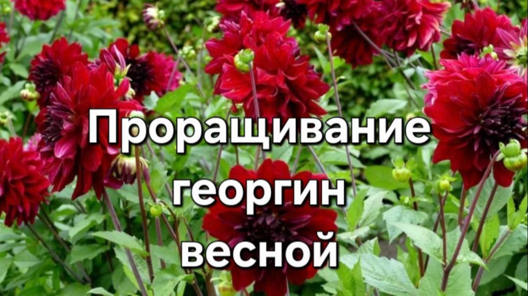 Проращивание георгин весной. смотреть онлайн