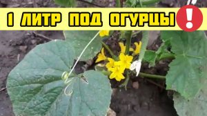 1 литр под ОГУРЦЫ. Засыпят урожаем и не будут желтеть!