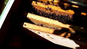 Пчёлы.Когда расширять однорамочные отводки?Июньский медосбор-роение отменяется.