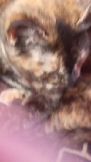 котики