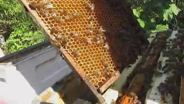 пчеловодство с минимумом осмотров, с роением нет проблем, ставлю третий магазин под мед , 9.06.2026