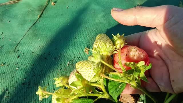 Клубника радует первыми ягодами