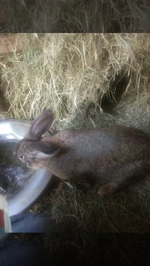 Подкидыш и сорванцы попить просили ''!»::@
