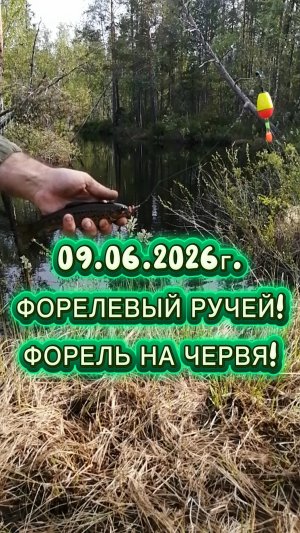 ФОРЕЛЕВЫЙ ПРАЗДНИК! НАЧАЛО! #рыбалка #fishing #летняярыбалка #форель #форельначервя #ручей #природа