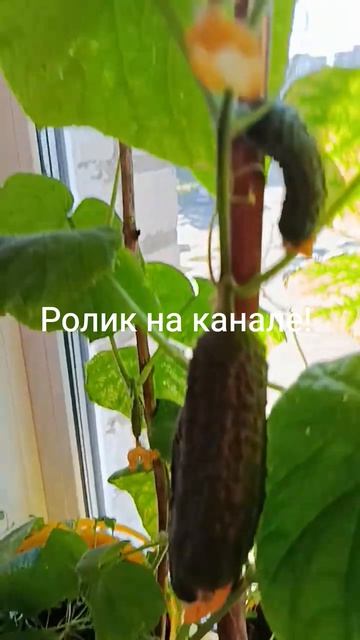 Огород. Лайфхаки по огороду!