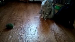 Кошки и мышка.