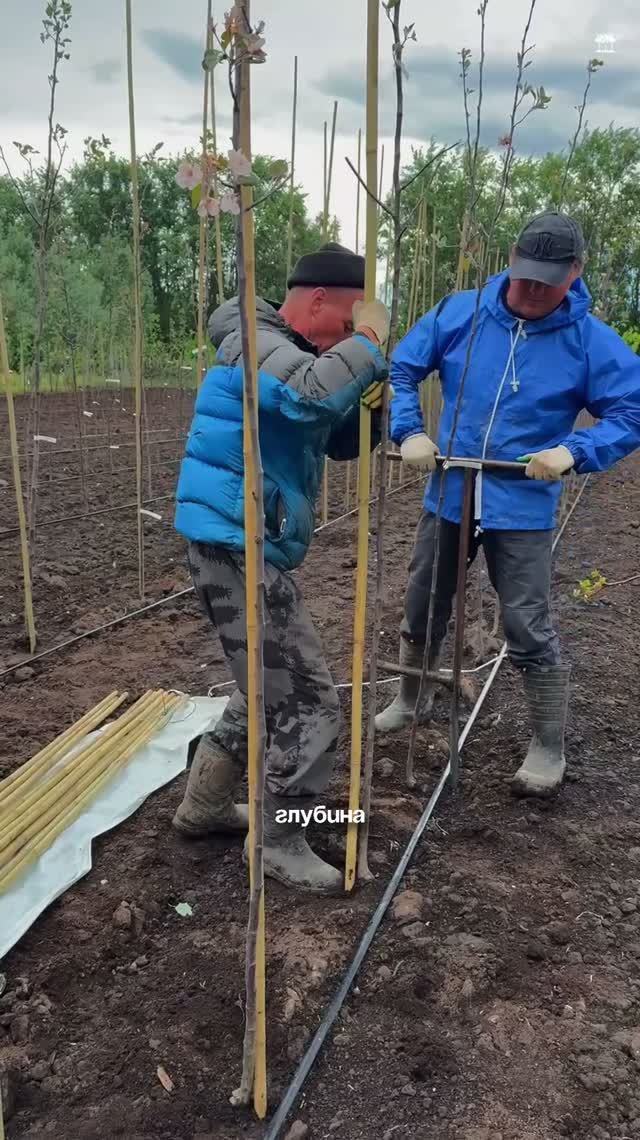 Подвязка молодых деревьев на бамбук